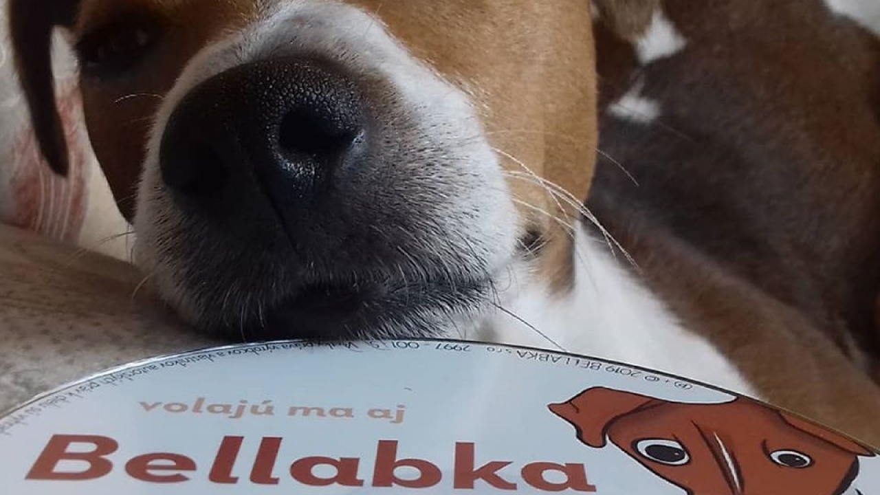 Reklama (pôvodne články) / Bellabka - foto
