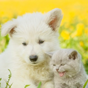 FB skupina svet ZVIERAT - bazár, stratené a nájdené zvieratá